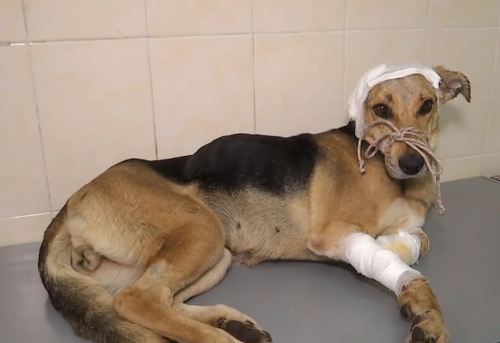 Невідомі жорстоко розправилися із безпритульним собакою у Львові. Зоозахисники шукають кривдників (ВІДЕО)