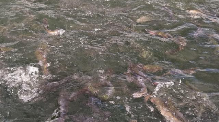 На Львівщині вивчають технології вирощування риби різних видів