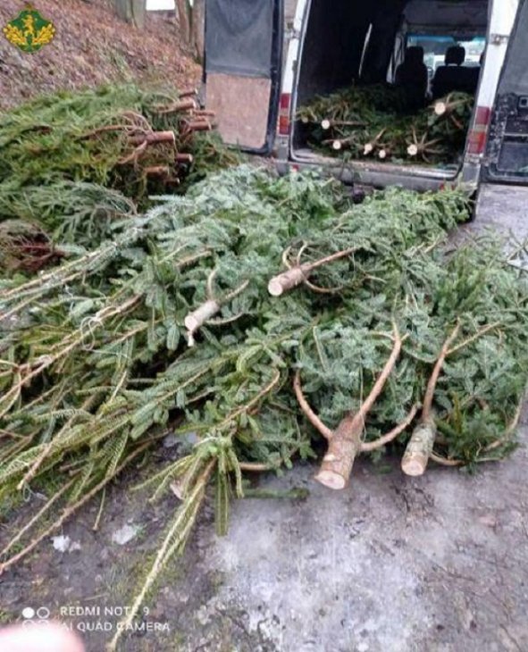 На Львівщині затримали бус з нелегально зрубаними ялинками (ФОТО)