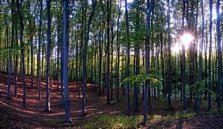 Село на Львівщині вирішило заборонити будь-яке вирубування лісу